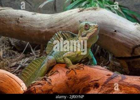 Lizard di Basilisk verde (Basiliscus Plumifrons), a.k.a. Basilisk doppia crestata, o lucertola di Gesù Cristo. Visto nello Zoo Biopark, Albuquerque, New Mexico. Foto Stock