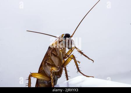 tutto sulla natura e gli animali selvatici che vivono in climi tropicali, in particolare il sud-est asiatico Foto Stock