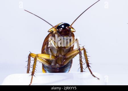 tutto sulla natura e gli animali selvatici che vivono in climi tropicali, in particolare il sud-est asiatico Foto Stock