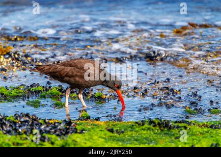 Un Oystercatcher nero (Haematopus bachmani) che foraging in un letto di crostacei esposti alla bassa marea Foto Stock