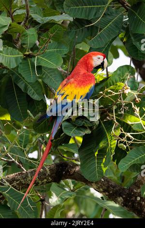 Scarlatto macaw (Ara macao) che si erosa su un ramo di Playa Blanca vicino a Puerto Jimenez, penisola di Osa, Costa Rica Foto Stock