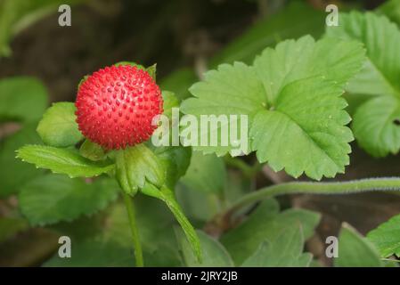 Primo piano frutto maturo di Duchesnea indica o anche Potentilla indica. Questa pianta fiorita della famiglia Rosaceae è anche conosciuta come fragola mock o io Foto Stock