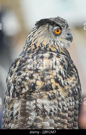 Grimaud, Francia. 26th ago, 2022. Un'aquila eurasiatica (Bubo bubo, Uhu, 'Hibou Grand-duc d'Europe') durante una mostra di falconeria (mostra) a Grimaud, Francia nel mese di agosto, 26, 2022. Foto di Victor Joly/ABACAPRESS.COM Credit: Victor Joly/Alamy Live News Foto Stock