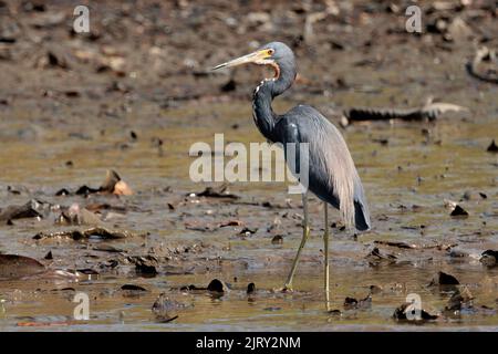 Airone tricolore (Egretta tricolore) camminando nella sabbia del fiume Tortuguero nel parco nazionale di Tortuguero, Costa Rica Foto Stock