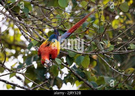 Scarlatto macaw (Ara macao) che si erosa su un ramo di Playa Blanca vicino a Puerto Jimenez, penisola di Osa, Costa Rica Foto Stock