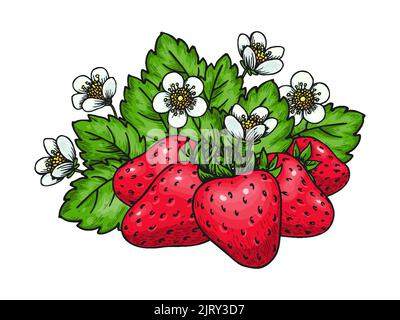 Illustrazione disegnata a mano di fragola. Foresta frutti rossi dolci selvaggi. Cartone animato sano fresco fattoria bacche biologiche. Cespuglio di fiori di fragole e foglie verdi per pagina web, pacchetto succo Illustrazione Vettoriale