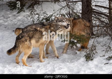 I lupi grigi (Canis lupus) si incontrano sotto il Pino nella Foresta d'inverno - animali prigionieri Foto Stock