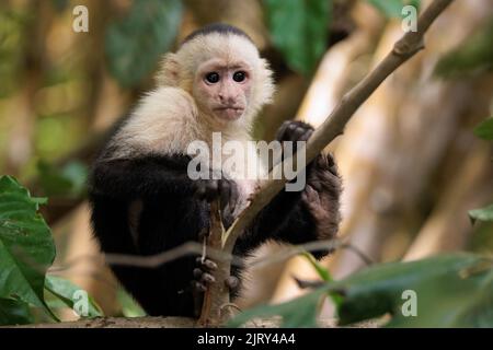 cappuccino bianco / cappuccino bianco (Cebus imitator) su un ramo lungo il fiume Sierpe vicino al parco nazionale di Corcovado, penisola di Osa, Costa Rica Foto Stock