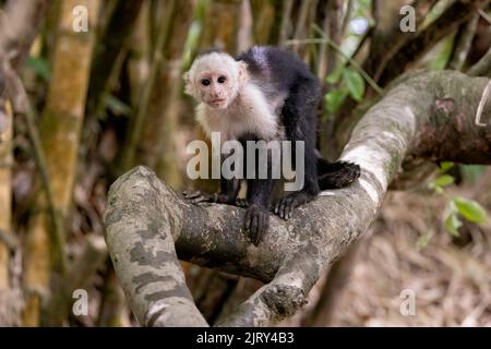 cappuccino bianco / cappuccino bianco (Cebus imitator) su un ramo lungo il fiume Sierpe vicino al parco nazionale di Corcovado, penisola di Osa, Costa Rica Foto Stock