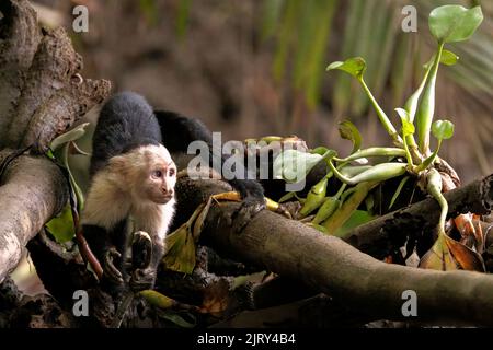 cappuccino bianco / cappuccino bianco (Cebus imitator) su un ramo lungo il fiume Sierpe vicino al parco nazionale di Corcovado, penisola di Osa, Costa Rica Foto Stock