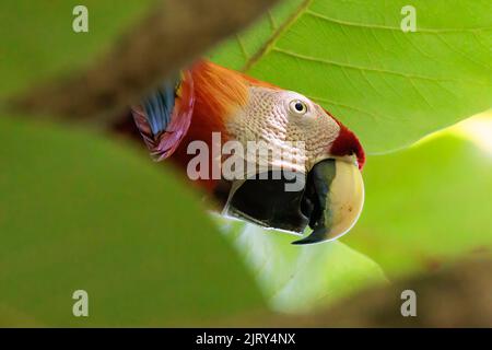 Primo piano di un macaw scarlatto (Ara macao) appollaiato su un ramo di Playa Blanca vicino a Puerto Jimenez, penisola di Osa, Costa Rica Foto Stock