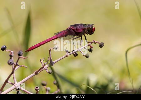 Libellula rossa che sorvola su un ramo di Playa Blanca vicino a Puerto Jimenez, penisola di Osa, Costa Rica Foto Stock