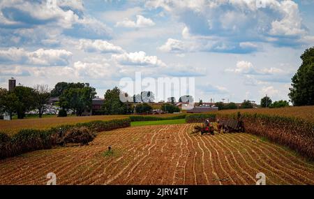 A View of Amish Harvesting There Corn Using Six Horses and Three Men come è stato fatto anni fa in un Sunny Fall Day Foto Stock