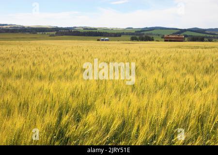 Maturazione di grano su un campo agricolo canadese a fine estate, Alberta centrale. Canada Prairie Spring Wheat (CPS) AAC Penhold, una varietà ad alto rendimento Foto Stock