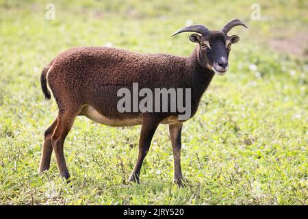 Pecora Soay pecora pecora, una razza rara simile agli antenati di pecore domestiche, in pascolo erba in una fattoria patrimonio in Canada. Ovis ariete Foto Stock