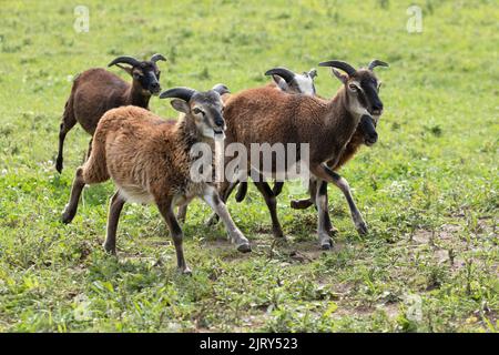 Una mandria di pecore Soay, una razza rara di pecore simile agli antenati di pecore domestiche, che attraversa un pascolo in una fattoria patrimonio in Canada. Ovis ariete Foto Stock