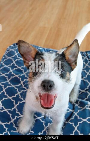 Cane cucciolo Jack Russell di tre mesi Foto Stock