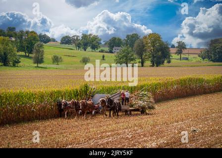 A View of Amish Harvesting There Corn Using Six Horses and Three Men come è stato fatto anni fa in un Sunny Fall Day Foto Stock