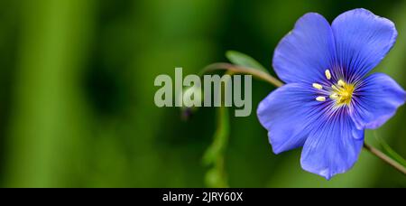 LINUM PERENNE fiore blu brillante su sfondo verde. Sfondo naturale. Primo piano Foto Stock