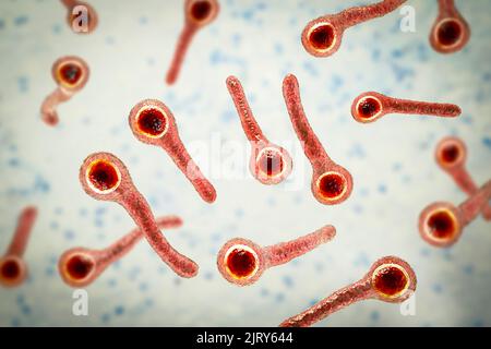 Batteri del tetano (Clostridium tetani), illustrazione. I batteri Clostridium tetani causano il tetano che si sviluppa come risultato della contaminazione della ferita da