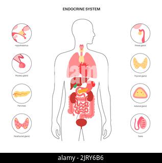 Sistema endocrino umano, illustrazione Foto Stock