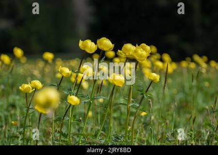 Gruppo di bellissimi fiori gialli (Troglius europaeus) su un prato di montagna nelle alpi Foto Stock