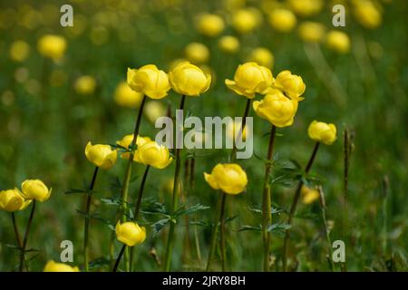Gruppo di bellissimi fiori gialli (Troglius europaeus) su un prato di montagna nelle alpi Foto Stock