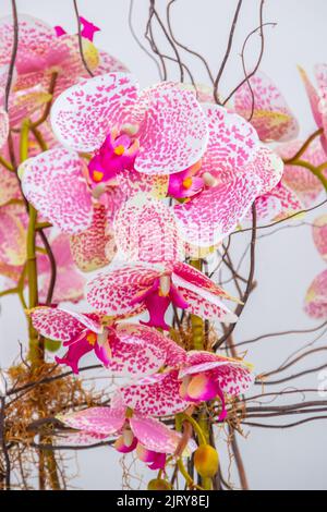 Orchidea della luna di colore rosa, pianta molto popolare nei giardini di Rio de Janeiro. Foto Stock