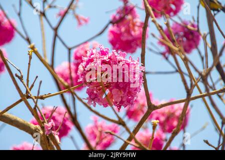 Fiori di un'ipa viola, con un bel cielo blu sullo sfondo. Foto Stock