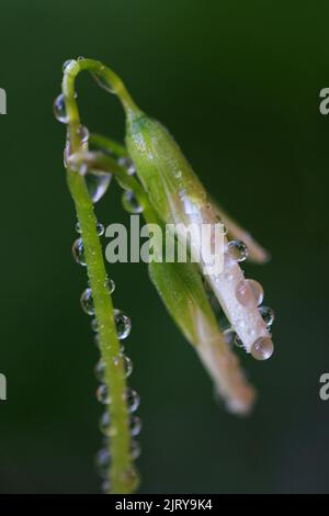 Macro immagine di Shamrock fiore con gocce d'acqua Foto Stock