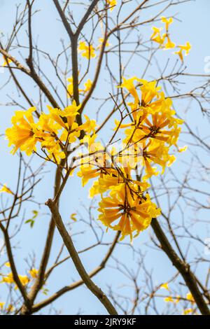 Fiori di un'ipe gialla, con un bel cielo blu sullo sfondo. Foto Stock