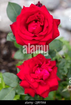 " Ingrid Bergman' Hybrid Tea Rose, Tehybridros (rosa) Foto Stock