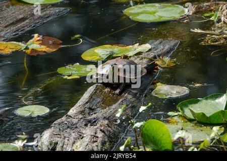Kirkland, Washington, Stati Uniti. Western dipinto trutle sunning su un tronco. Foto Stock