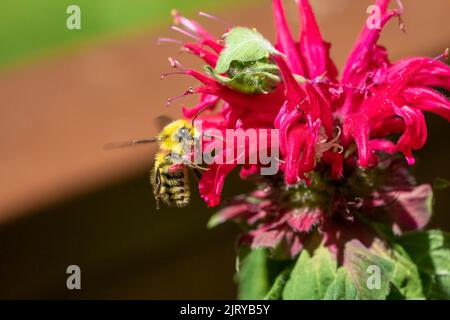 Issaquah, Washington, Stati Uniti. Bee Balm fiore con testa gialla Bumblebee. Foto Stock