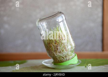 Grano germogliato giovane in un vaso di vetro su un buio a casa con le orecchie di grano. Grani biologici buoni per insalate, cibo sano. Primo piano Foto Stock