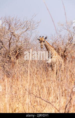 Giraffe africane tra cespugli asciutti e alberi. Parco Nazionale di Chobe. Botswana Foto Stock