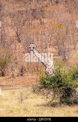 Giraffe africane tra cespugli asciutti e alberi. Parco Nazionale di Chobe. Botswana Foto Stock