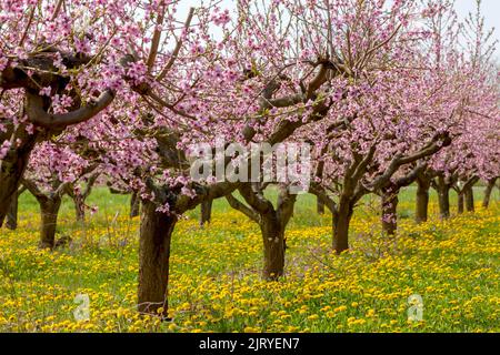 Piantagione di pesche in fiore, pesco (Prunus persica), Palatinato Meridionale, Renania-Palatinato, Germania Foto Stock