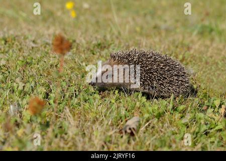 Riccio europeo (erinaceus europaeus), giovanile, in un frutteto prato, Wilnsdorf, Renania settentrionale-Vestfalia, Germania Foto Stock