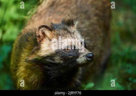 Cane da procione comune (Nyctereutes procyonoides), ritratto, Baviera, Germania Foto Stock