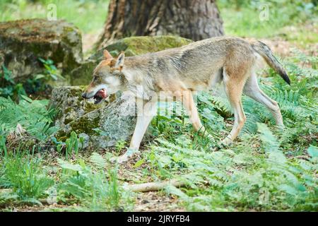 Lupo eurasiatico (Canis lupus lupus) a piedi attraverso una foresta, Assia, Germania Foto Stock