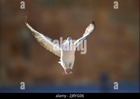 Colomba eurasiatica (Streptopelia decaocto) che atterra in un punto d'acqua a Tarragona, Catalogna, Spagna Foto Stock