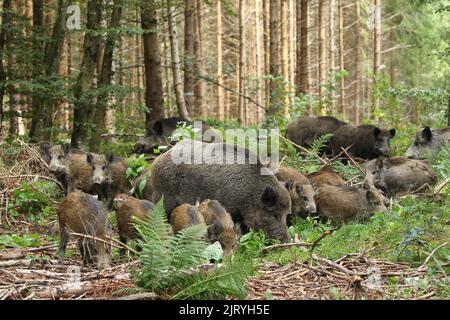 Cinghiale (Sus scrofa) mandria mista foraggio nella foresta, Allgaeu, Baviera, Germania Foto Stock