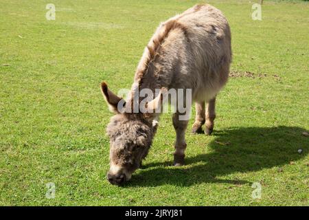 Asino africano selvaggio pascolo su erba verde lussureggiante, primo piano Foto Stock