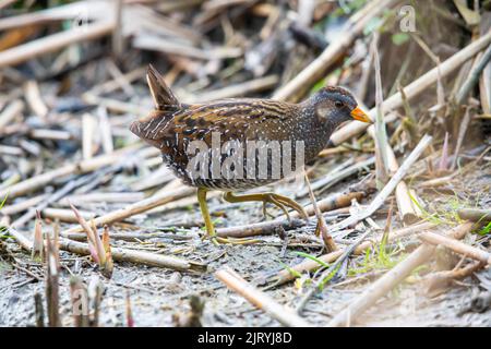 Spotted Crake (Porzana porzana) Germania Foto Stock