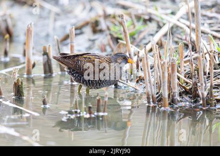 Spotted Crake (Porzana porzana) Germania Foto Stock