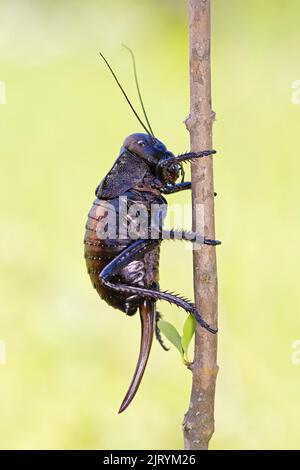 Bronzo Glandolare bronzo ghiandolare bush-cricket (Bradyporus dasypus), Riserva della Biosfera del Delta del Danubio, Romania Foto Stock