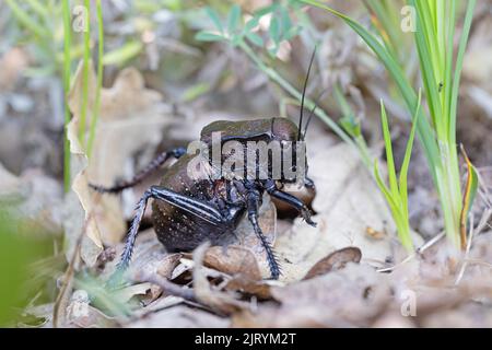 Bronzo Glandolare bronzo ghiandolare bush-cricket (Bradyporus dasypus), Riserva della Biosfera del Delta del Danubio, Romania Foto Stock