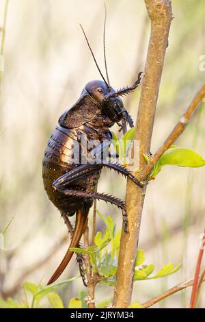 Bronzo Glandolare bronzo ghiandolare bush-cricket (Bradyporus dasypus), Riserva della Biosfera del Delta del Danubio, Romania Foto Stock