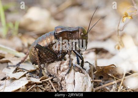 Bronzo Glandolare bronzo ghiandolare bush-cricket (Bradyporus dasypus), Riserva della Biosfera del Delta del Danubio, Romania Foto Stock